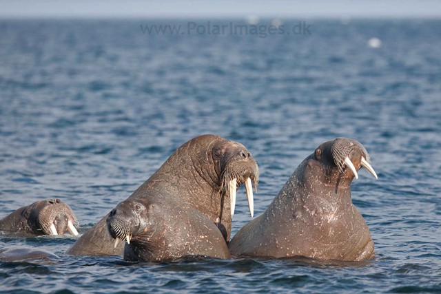 Walrus, Lågøya_MG_6938