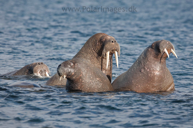 Walrus, Lågøya_MG_6939