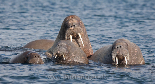 Walrus, Lågøya_MG_6945