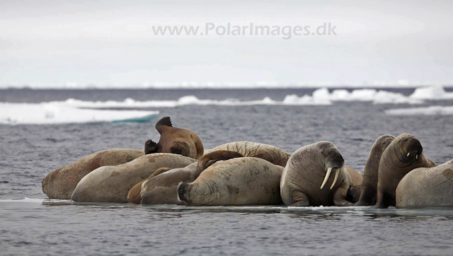 Walrus_MG_0788