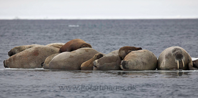 Walrus_MG_0805