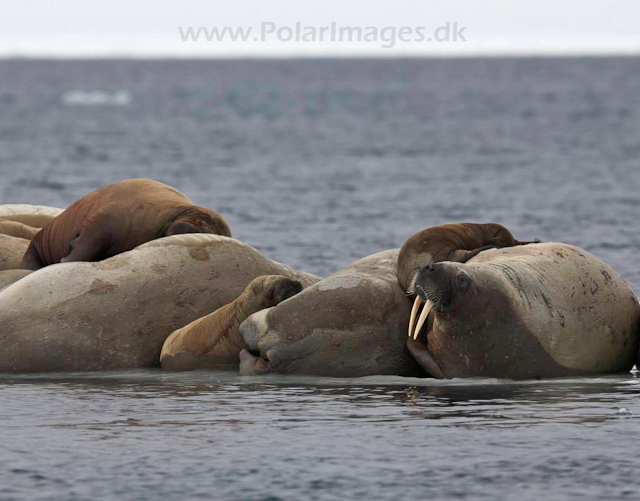 Walrus_MG_0806