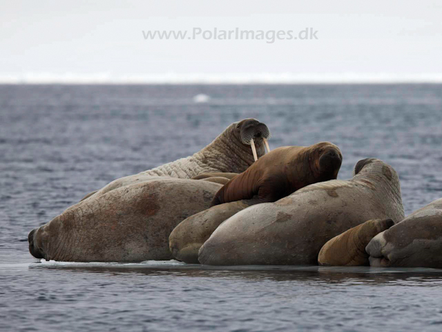 Walrus_MG_0831