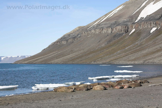 Walrus_MG_1007