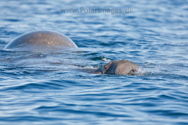 Walrus_MG_4189