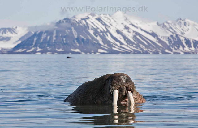 Walrus_MG_9128