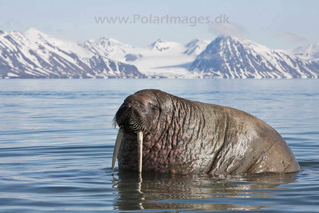 Walrus_MG_9225