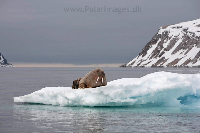 Walrus, NW Islands_MG_4212