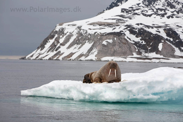 Walrus, NW Islands_MG_4217