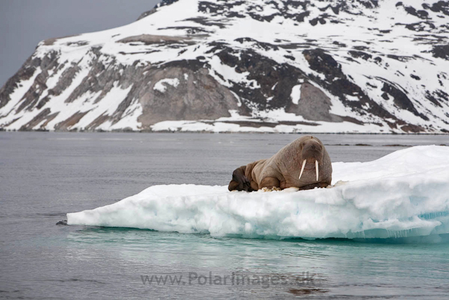 Walrus, NW Islands_MG_4218