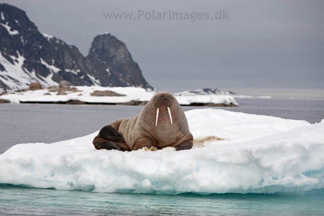Walrus, NW Islands_MG_4229