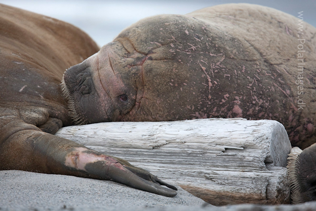 Walrus, Phippsøya, Seven Islands_MG_5783