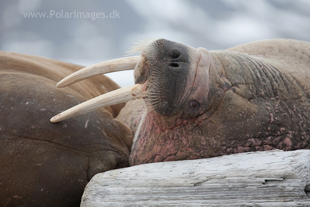 Walrus, Phippsøya, Seven Islands_MG_5800