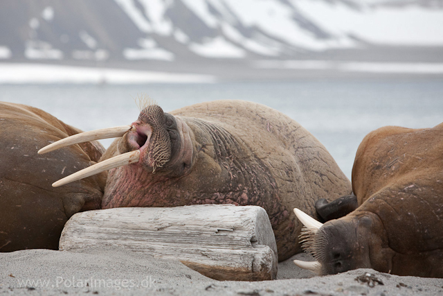 Walrus, Phippsøya, Seven Islands_MG_5810