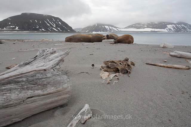 Walrus, Phippsøya, Seven Islands_MG_5815