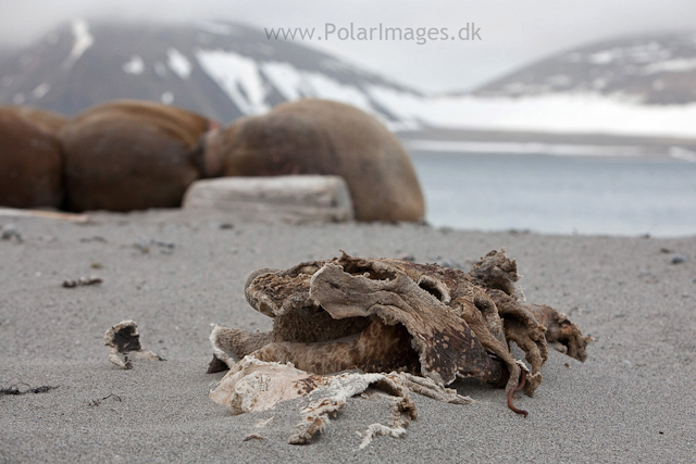 Walrus, Phippsøya, Seven Islands_MG_5834