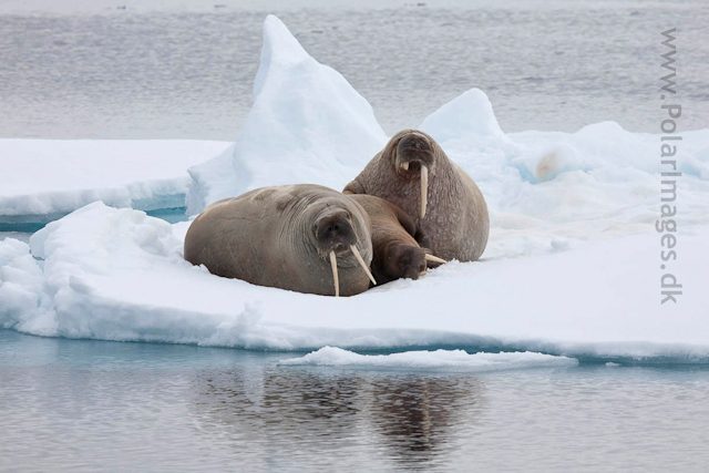 Walrus, Sorgfjord_MG_5584