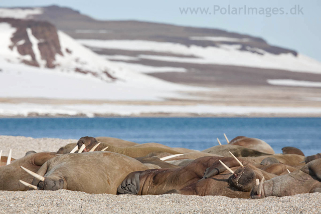 Walrus, Torrelneset, SW Nordaustlandet_MG_5892