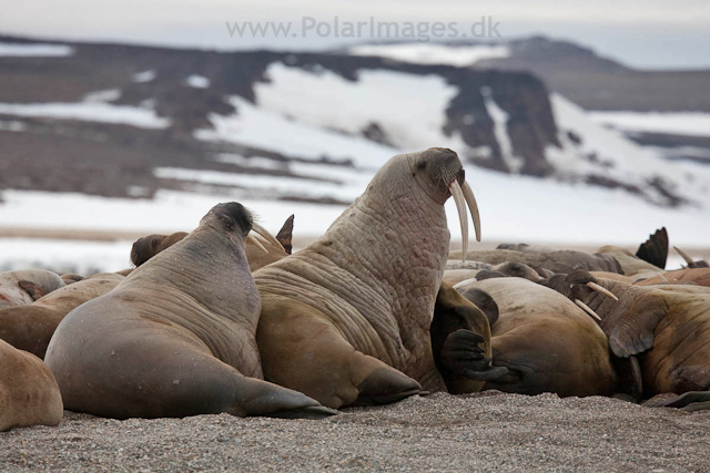 Walrus, Torrelneset, SW Nordaustlandet_MG_6394