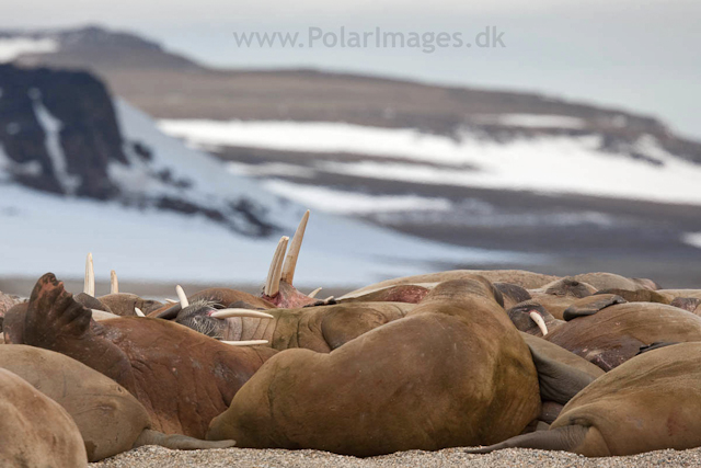 Walrus, Torrelneset, SW Nordaustlandet_MG_6402