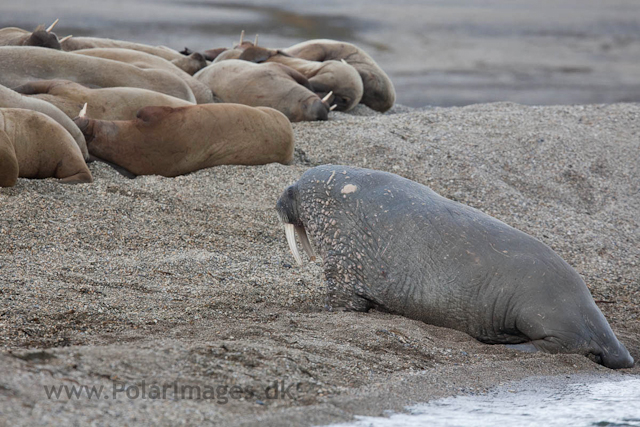 Walrus, Torrelneset, SW Nordaustlandet_MG_6412