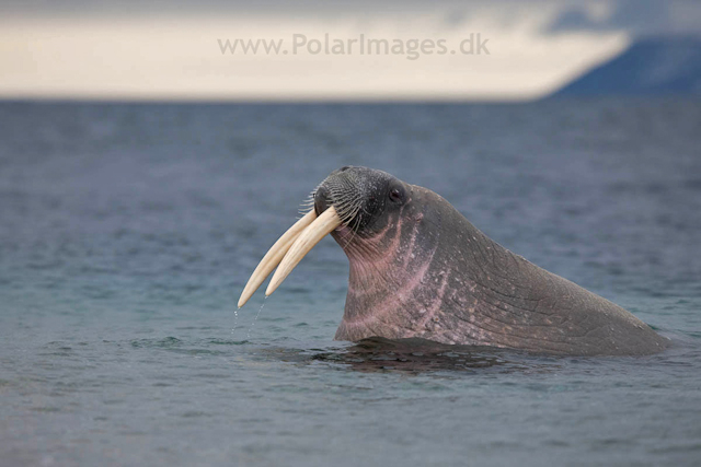 Walrus, Torrelneset, SW Nordaustlandet_MG_6423