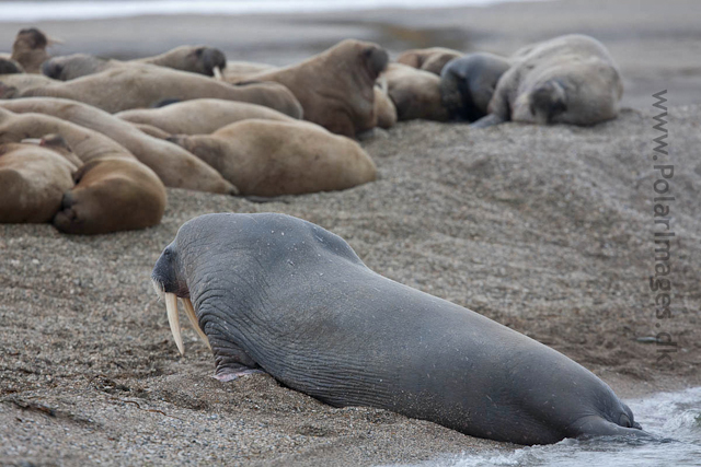 Walrus, Torrelneset, SW Nordaustlandet_MG_6448