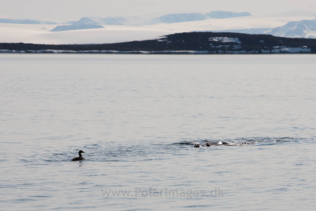 Walrus chasing Eider chicks, Torrelneset, SW Nordaustlandet_MG_5911