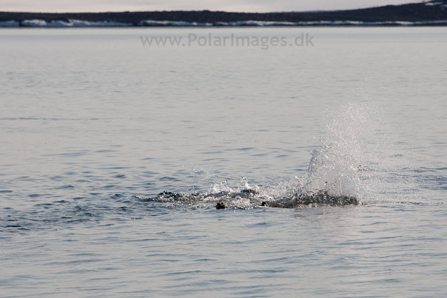 Walrus chasing Eider chicks, Torrelneset, SW Nordaustlandet_MG_5914