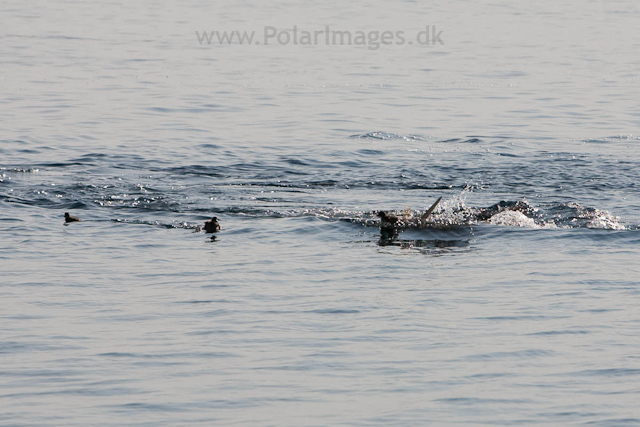 Walrus chasing Eider chicks, Torrelneset, SW Nordaustlandet_MG_5915