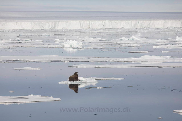 Walrus near Austfonna, Nordaustlandet _MG_2985