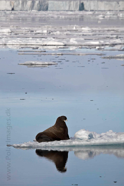 Walrus near Austfonna, Nordaustlandet _MG_2999