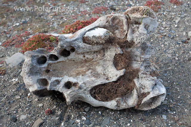 Walrus skull, Kapp Lee, Edgeøya_MG_7449