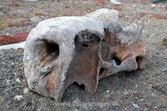 Walrus skull, Kapp Lee, Edgeøya_MG_7453