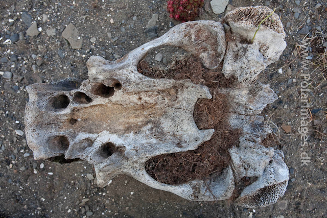 Walrus skull, Kapp Lee, Edgeøya_MG_7454