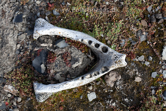 Walrus skull, Kapp Lee, Edgeøya_MG_7457
