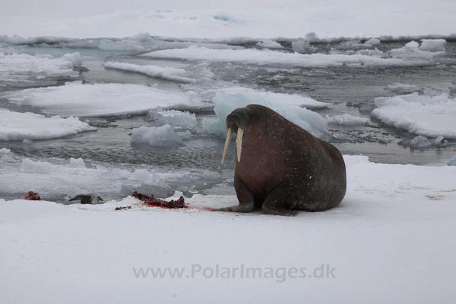 Walrus with seal kill_MG_3197