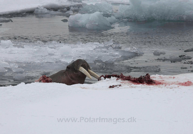 Walrus with seal kill_MG_3202