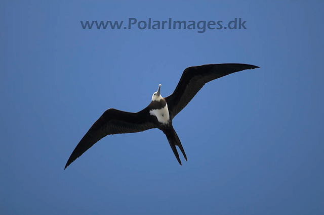 Ascension Island Frigate Bird PICT4427