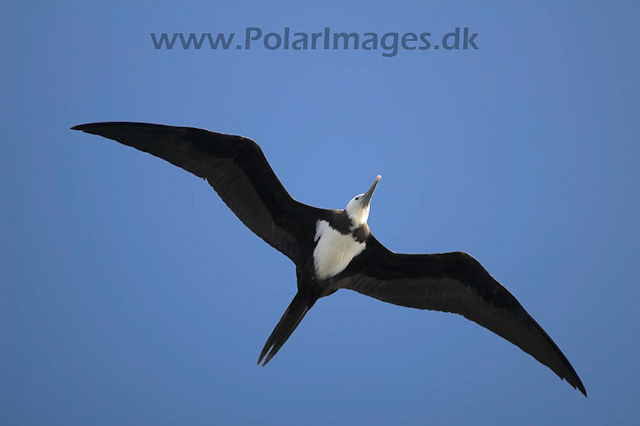 Ascension Island Frigate Bird PICT4428