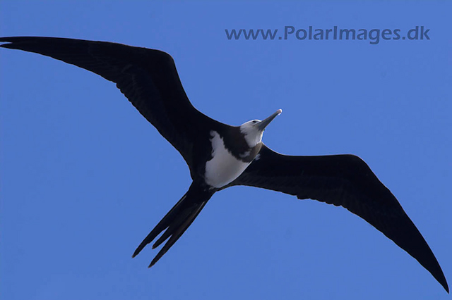 Ascension Island Frigate Bird PICT4475