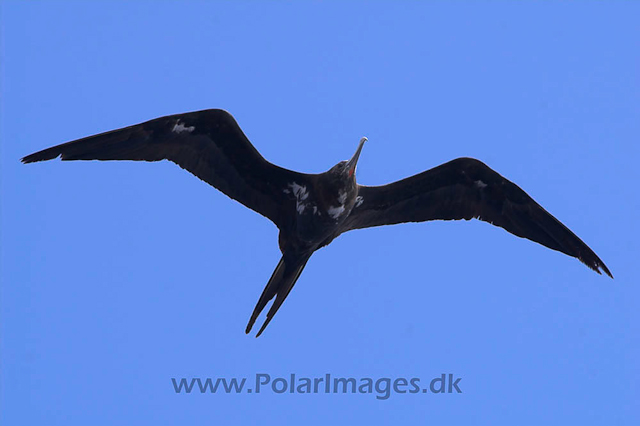 Ascension Island Frigate Bird PICT4477