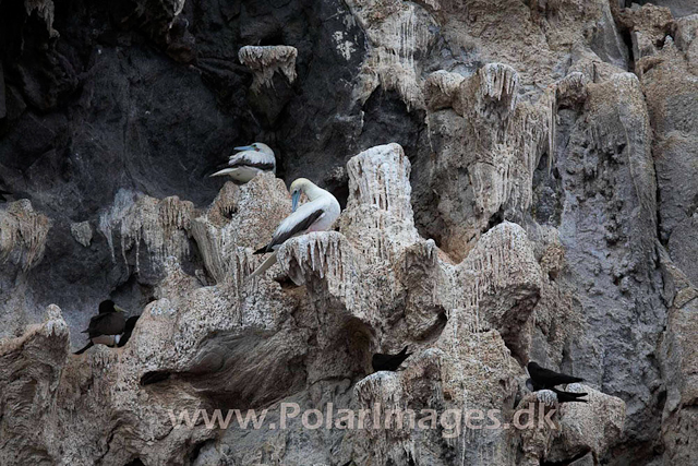 Boatswainbird Island_MG_2047