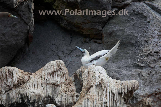 Boatswainbird Island_MG_2056