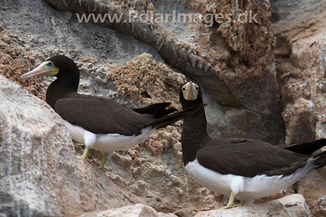 Boatswainbird Island_MG_2088