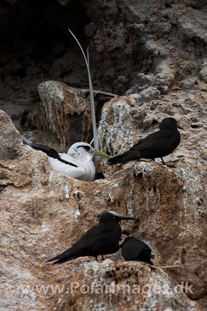 Boatswainbird Island_MG_2095