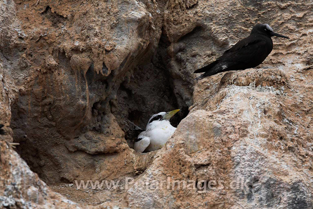 Boatswainbird Island_MG_2099