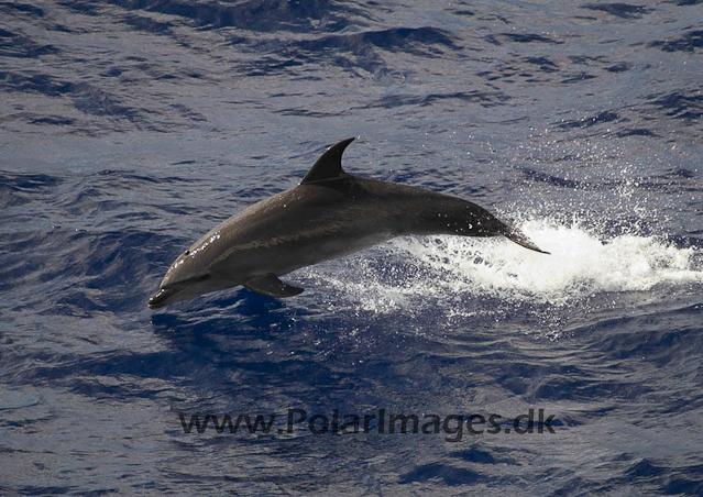 Bottlenose Dolphin - Ascension PICT4419