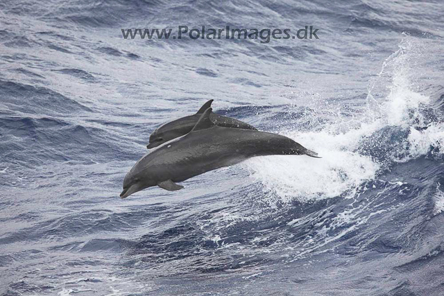 Bottlenose dolphin_MG_8123