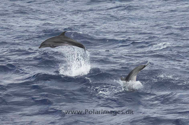 Bottlenose dolphin_MG_8128